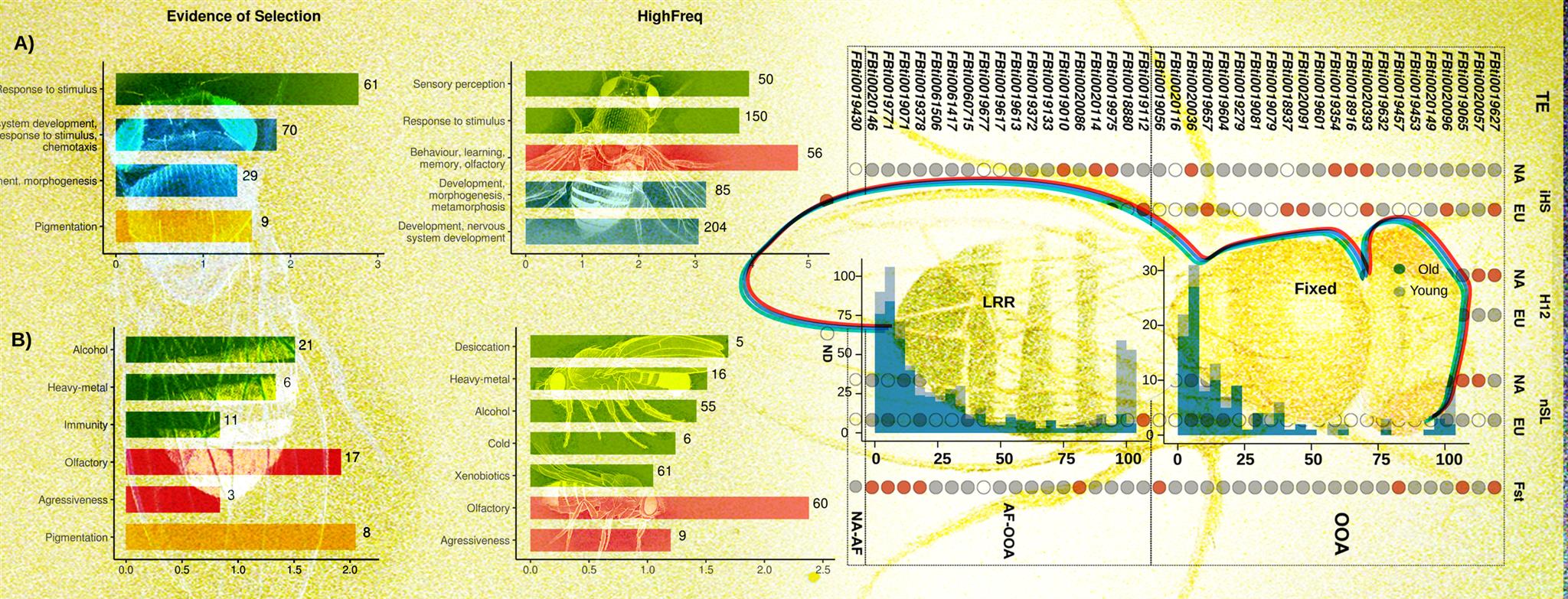 Stress response, behavior, and development are shaped by transposable element-induced mutations in Drosophila.